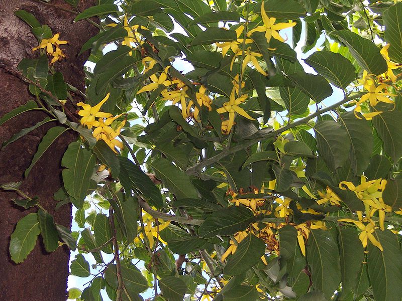 Author: B. Navez, Wikipedia Commons Ylang-ylang plant, a native plant from the Phillipines