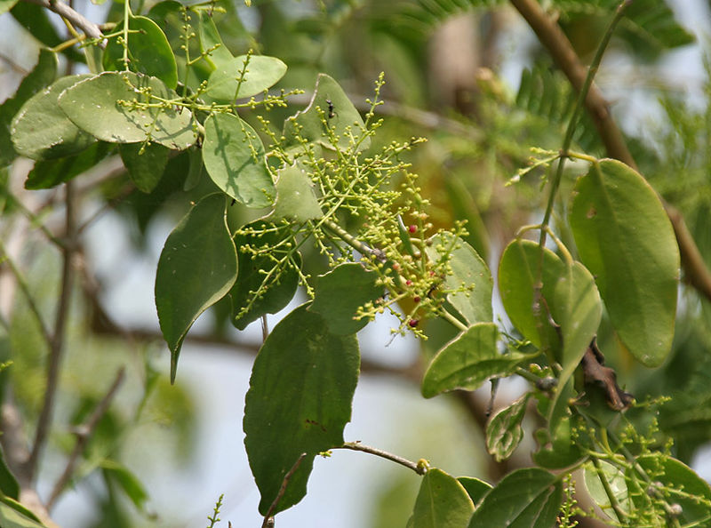 Author: J.M. Garg, Wikipedia Commons Salvadora persica tree (pilu tree)