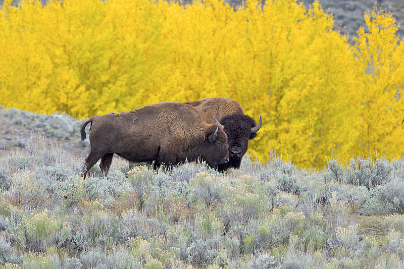Author: Arturo de Frias Marques via Wikipedia Commons American bison 'Tatanka'